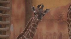 V Zoo Olomouc se rodí jedno žirafí mládě za druhým. Mají se čile k světu