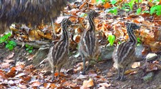 V jihlavské zoo se narodila mláďata vzácného pštrosa. Samec má napilno