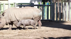 Vzácný přírůstek v Chile. Tamní zoo ukázala mládě nosorožce bílého