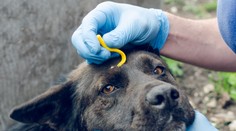 Klíšťata vylézají už nyní. Může to stát zdraví lidi i mazlíčky