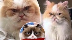Grumpy Cat má nástupce: Tohle je nová nejnaštvanější kočka