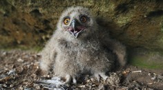 V Česku začínají hnízdit ptáci. České Švýcarsko proto uzavřelo několik lokalit