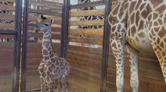 Zoo ve Dvoře Králové má první letošní přírůstky