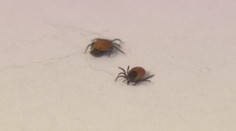Klíšťat bude letos hodně. Nakazit vás můžou až osmi nemocemi