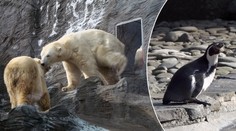 Tučňáci v pražské zoo přimrzají k zemi! Musí je odsekávat!