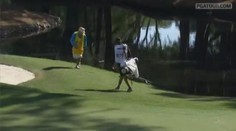 VIDEO: Krokodýl na golfovém hřišti nikoho nepustil k odpalu