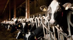 Do Evropy se má z Ruska dostávat kontaminované jídlo. Prý tají obří epidemii