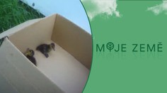 Kachna s mláďaty se proplétala mezi auty v Brně. Zachránili je strážníci