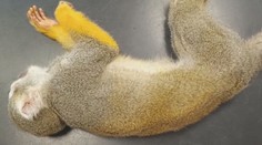 Jindřichohradecká zoo hledá návštěvníka krmícího zvířata. Opičku otrávil čokoládou