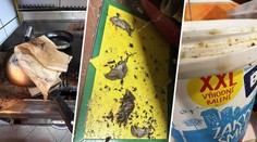 Trus hlodavců a plíseň v lednicích. Inspekce uzavřela několik restaurací