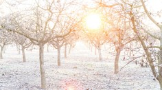 VÝSTRAHA: Meteorologové varují před mrazem. Může poškodit ovocné stromy