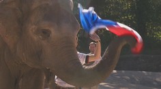 Slon v německé zoo překvapil návštěvníky: Vyhraje Francie, rozhodl