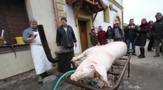 EU zakázala tradiční vesnickou zabíjačku, tvrdí islamofobové