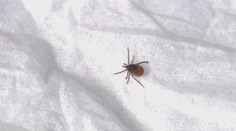 Klíšťata mají oblíbenou krevní skupinu. Obezřetní by však měli být všichni