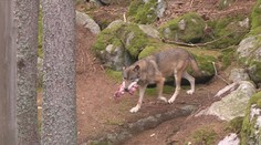 Vlci dělají problémy českým chovatelům ovcí. Roztrhali několik stád