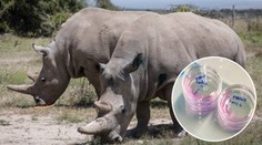 Vědci hlásí průlom! Uměle oplodnili vajíčka posledních samic na světě