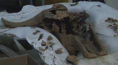 VIDEO: Pod Los Angeles se našly stovky kostí z doby ledové