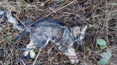 Muž z Chebska, který ubil štěně, se brání: Pořád mě jenom kousalo