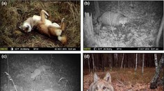Překvapivé zjištění: Příroda po katastrofě v Černobylu vzkvétá
