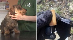 Na Liberecku řádí travič psů! Do párků dává špendlíky
