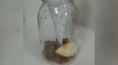 Trápí vás octomilky? Tímto jednoduchým trikem se jich zbavíte