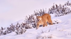 Nechoďte do lesa, varuje polská obec. V okolí se pohybuje gepard nebo puma