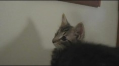 VIDEO: Tahle kočka mečí jako koza