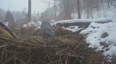 Zvířata České Švýcarsko neopustila. Národní park ukázal záběry z fotopastí