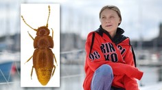 Nový druh brouka pojmenovali po Grétě. Není to kvůli podobě
