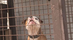 Muž venčil psa opilý, pitbul pokousal na hřišti dítě. Padl rozsudek!