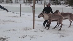 Ve Finsku vrcholí sezóna sobích závodů. Finálové kolo přilákalo davy diváků