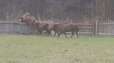 Metr a půl vysoký plot? Skoro tunová zvířata si s ním hravě poradila