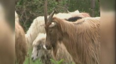 Zlé znamení? Po vesnici pobíhají ZÁHADNÉ KOZY se spoustou rohů! VIDEO