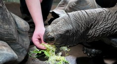 Reportér TV Nova pečoval o zvířata v zoo. Kousla ho želva