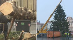 Strom ze Staromáku zmizel. Půjde na dobročinné účely, část snědí zvířata
