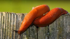 U českých hranic se rozšířil španělský slimák. Může být velmi nebezpečný