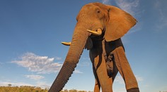 Exotická dovolená se změnila v horor. Seniorku na safari zabil útočící slon