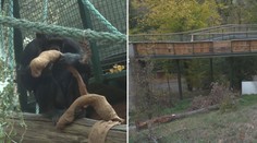 Zoo v Brně má nový výběh. Šimpanzi tam nesmí, mohli by házet kameny na lidi