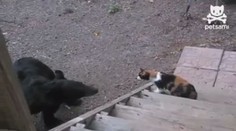 Odvážné kočky zahání hladové medvědy