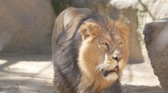 Nováček ve výběhu. V ostravské zoo se zabydluje samec lva z Polska
