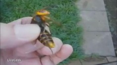 Smrtící zmutovaní sršni děsí Evropu! Už zabili šest lidí