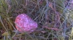 U Brna řádí travič psů, rozhazuje salámy plné špendlíků
