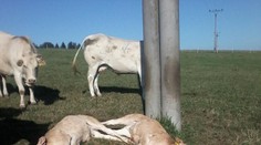 Farmářku čekal šok! Elektrický výboj jí před očima zabil tři telata