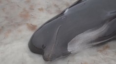 V Austrálii se rozhodli usmrtit desítky velryb. I přes snahu dobrovolníků