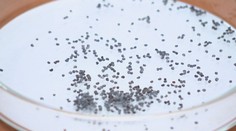 Balík semen dorazil do úložiště na Špicberkách. Vzorky by měly přečkat i válku