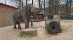 Liberecká zoo končí s chovem slonů. Samice Bala zamíří do Velké Británie