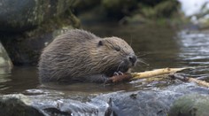 Bobři převezli lovce. Schovali se, dokud nevypršelo povolení k odstřelu!