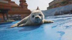 Plaché, roztomilé mládě tuleně přilákalo do parku davy turistů