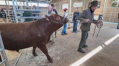 Aukce plemenných býků přilákala farmáře. Ceny jdou do statisíců