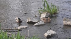 Sucho v Česku dosáhlo extrémního stavu. Vysychají řeky a hrozí požáry